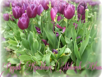 Regaib Kandilimiz Mübarek Olsun