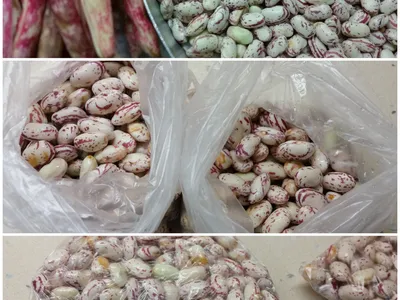 Dondurucu İçin Barbunya Hazırlama