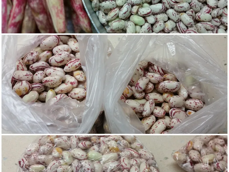 Dondurucu İçin Barbunya Hazırlama