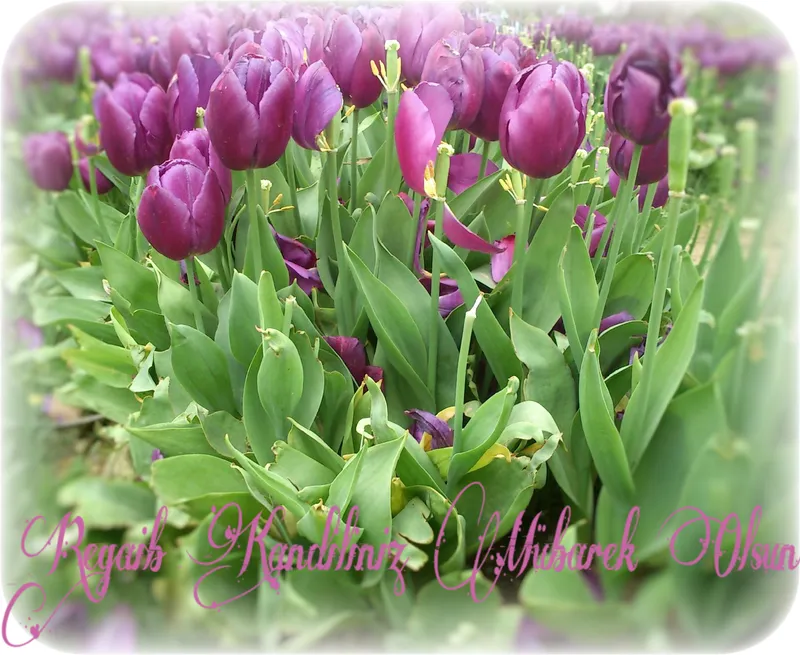 wtr kllnln 2016-07-4--13-22-09